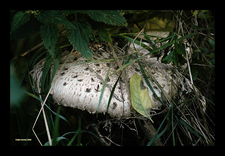 Witte paddestoel