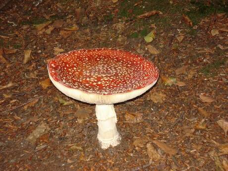 Grote smurf, is het nog ver?