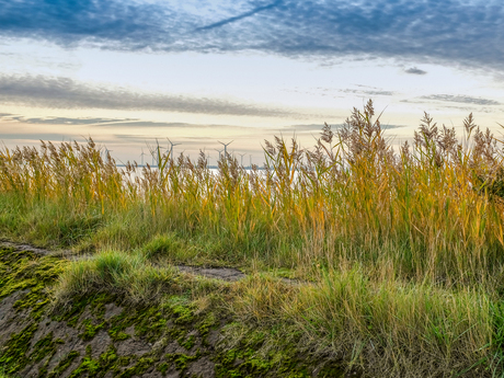 Zomerdijk