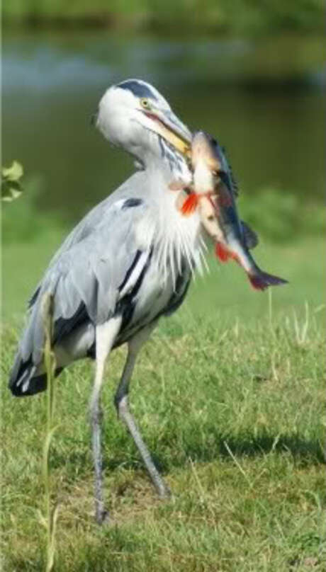 reiger dacht lekker hapje...