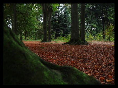 Forrest colors