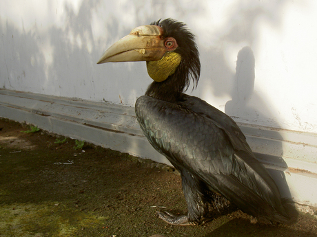 Gewone Jaarvogel (Indonesië)