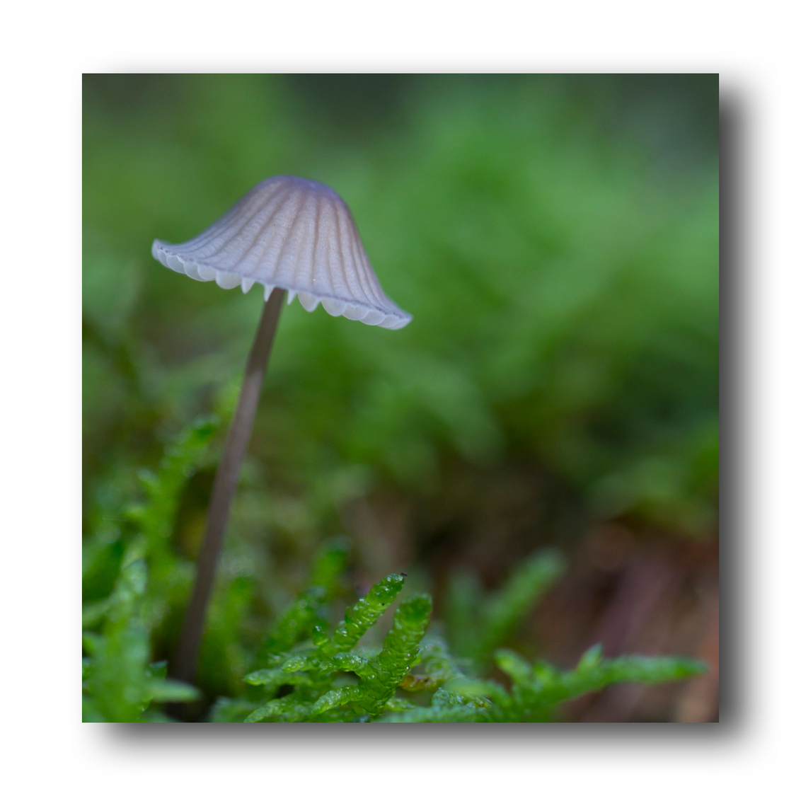 Macro - - - foto door CS2014 op 20-09-2015