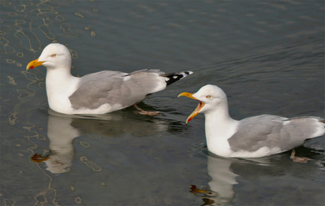 twee meeuwen