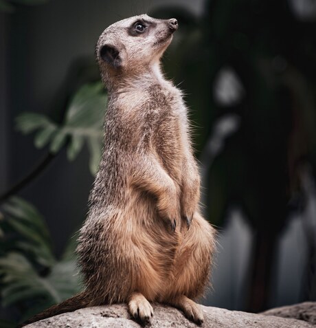 Meerkat/Stokstaartje