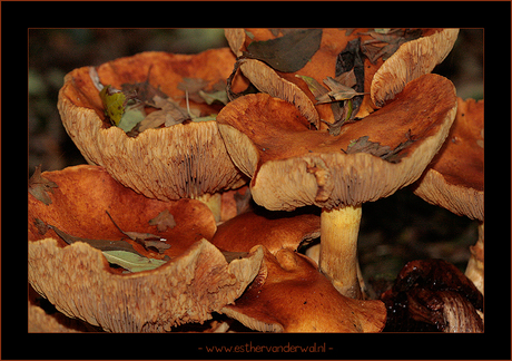 Paddestoelen