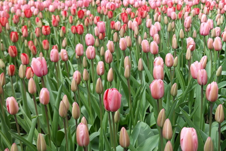 Keukenhof 2015