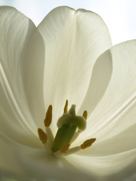 Witte tulp