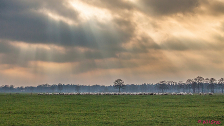 zonneharp en schapen