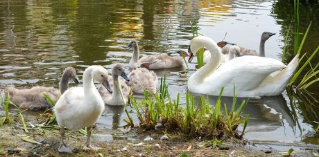 fam zwaan