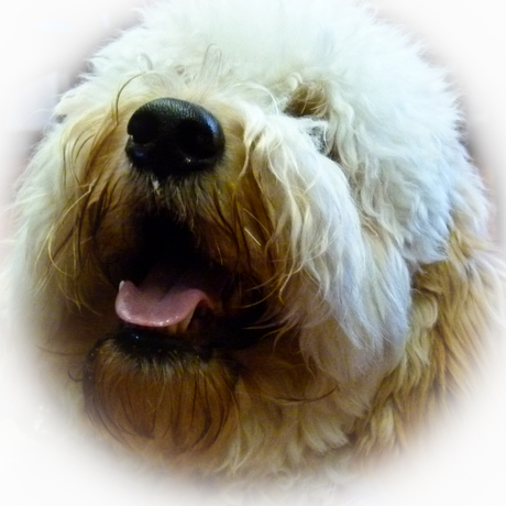 Labradoodle 1060759.jpg