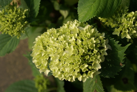 mooie hortensia