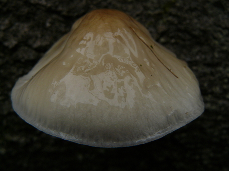 Een paddenstoel, leek wel van glas, zo breekbaar.