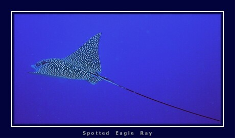 Spotted eagle ray