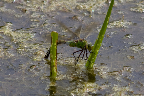 Libel in water