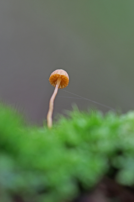 mosklokje Genus Galerina .jpg