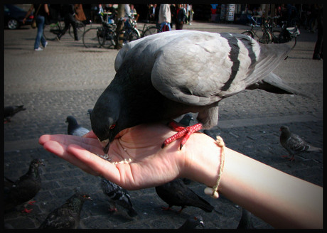 Duiven op de Dam.