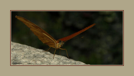 butterfly ready for take off