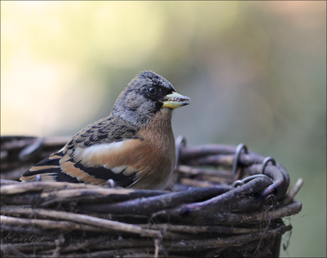 Keepvink in mandje !!!