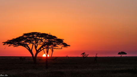 Serengeti zonsopkomst