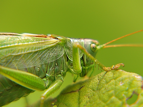 lekker groen