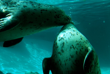 kissing sea lions