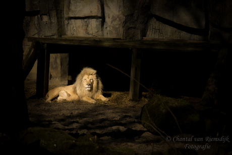 Witte leeuw in Dierenpark Ouwehands Rhenen 8 maart 2015