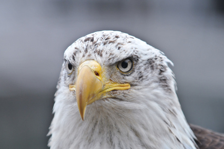 Bald Eagle @ Telegraph Cove, Canada