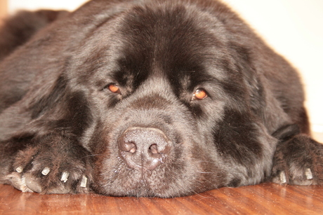 Newfy zonder twijfel