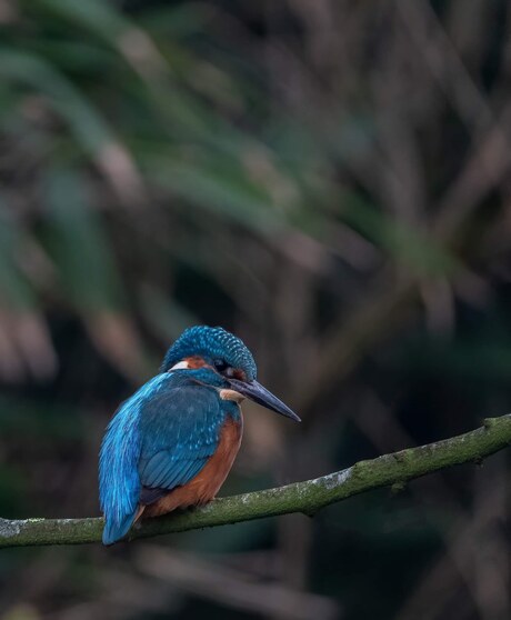 Ijsvogel