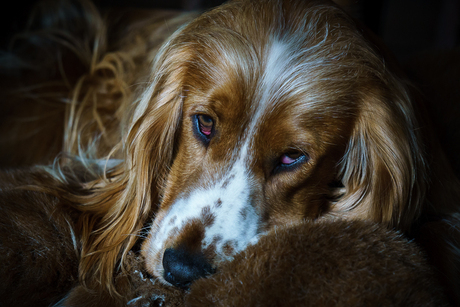 Engelse Cocker Spaniel