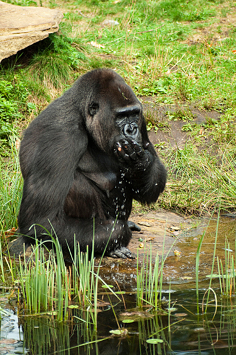 Dorstige gorilla