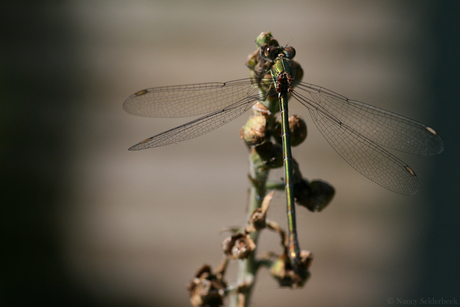 Libelle.