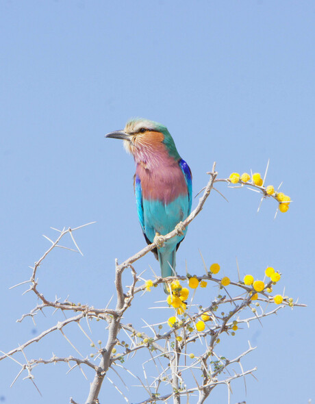 Scharrelaar in Namibie