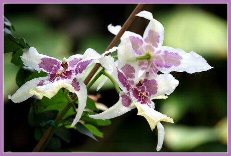 Orchidee