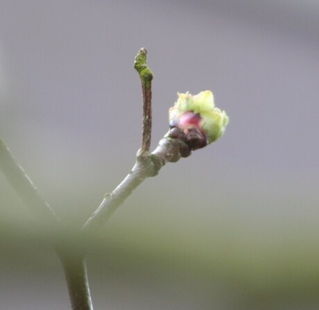 De eerste tekenen van lente...