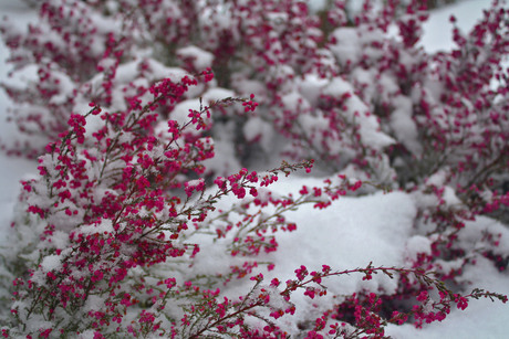 Heide in de Sneeuw