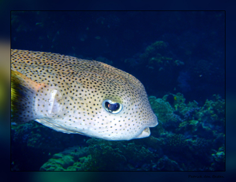 Het leven in de rode zee : Common porcupinefish close up