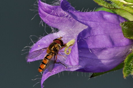 insekt op bloem