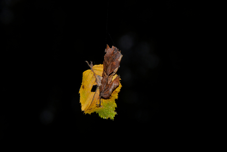 Leaf on a string