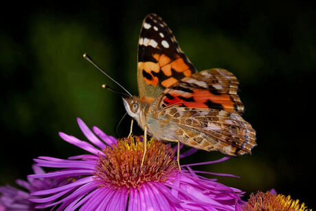 De distelvlinder op de herfst-aster.