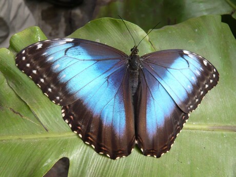 Lente blauw