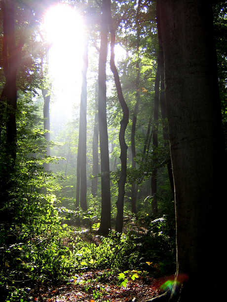 Zonlicht door Bomen