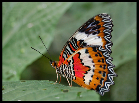 Papillon