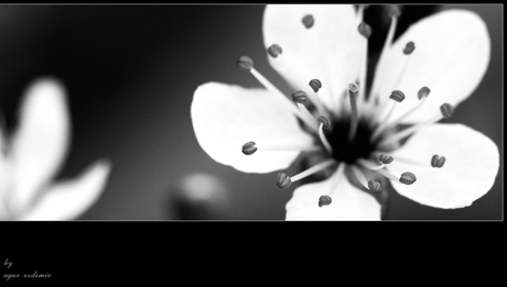 Art-Flowers : 7138_bw_wd