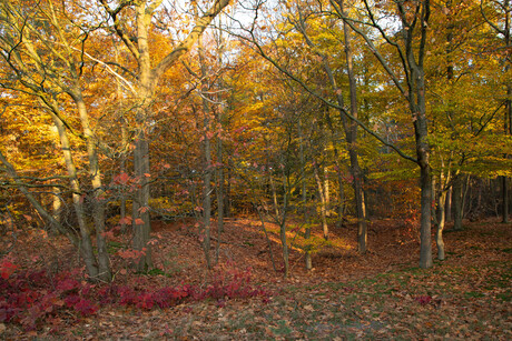 20191110_Zeisterbos in hersttooi bij zonsopkomst