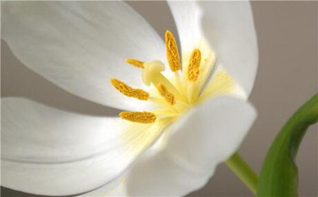 witte tulp