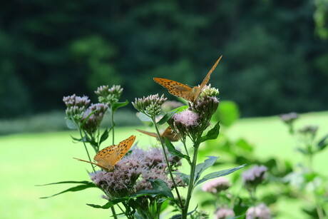 Trio vlinders