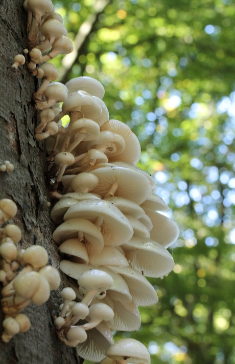 in het bos