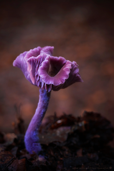 Het mooiste meisje van het bos